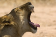 Lioness Panthera leo yawning, side view, head shot