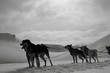 Sledge Dogs at Svalbard