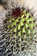 close up of cactus.