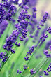 Lavendel