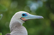 oiseau Sula Sula fou à pieds rouges zoom tête