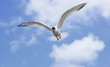 Seagull In Flight
