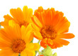 The flowers of calendula