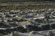 Nets over vineyard