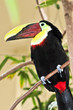 Chestnut Mandibled Toucan Chestnut Mandibled Toucan