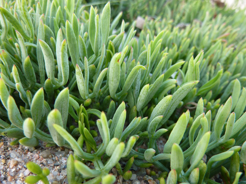 Photo: plante grasse suculante cactée crasula plante grasse suculante cactée crasula