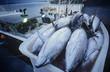 Tuna fish in container on fishing boat, dawn, Cairns, Australia