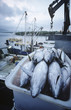 Tuna fish in container on fishing boat, dawn, Cairns, Australia