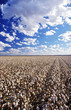 Cotton field, Lake Menindee, NSW, Australia