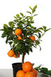 orangenbaum