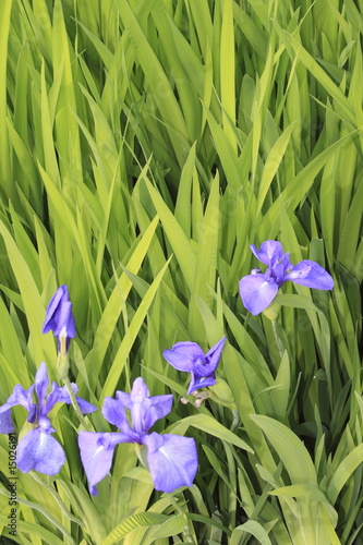 Iris, Lilie, Lilium, Liliengewächs, Liliaceae, Seeufer Iris, Lilie, Lilium, Liliengewächs, Liliaceae, Seeufer