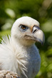 European Black Vulture