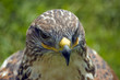 Harris Hawk