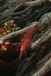 Photo: Mozambique, Indian Ocean, longnose hawkfish Oxycirrhites typus on black coral cirrhipathes sp., close-up Mozambique, Indian Ocean, longnose hawkfish Oxycirrhites typus on black coral cirrhipathes sp., close-up