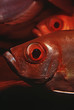 Photo: Mozambique, Indian Ocean, crescent-tail bigeyes Priacanthus hamrur, close-up Mozambique, Indian Ocean, crescent-tail bigeyes Priacanthus hamrur, close-up
