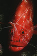 Photo: Mozambique, Indian Ocean, tomato rockcod Cephalophlis sonnerati being cleaned by cleaner shrimp Lysmata amboinensis, close-up Mozambique, Indian Ocean, tomato rockcod Cephalophlis sonnerati being cleaned by cleaner shrimp Lysmata amboinensis, close-up