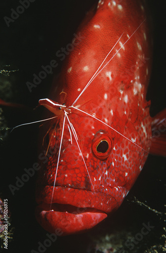 Foto: Mozambique, Indian Ocean, tomato rockcod Cephalophlis sonnerati being cleaned by cleaner shrimp Lysmata amboinensis, close-up Mozambique, Indian Ocean, tomato rockcod Cephalophlis sonnerati being cleaned by cleaner shrimp Lysmata amboinensis, close-up