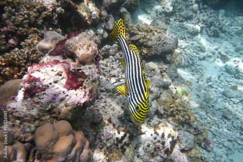 Photo: Orientalische Süßlippe Orientalische Süßlippe