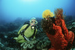 Photo: Raja Ampat, Indonesia, Pacific Ocean, female scuba diver swimming by coral reef Raja Ampat, Indonesia, Pacific Ocean, female scuba diver swimming by coral reef