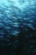Photo: Raja Ampat, Indonesia, Pacific Ocean, School of elongate surgeonfish Acanthurus mata feeding on plankton Raja Ampat, Indonesia, Pacific Ocean, School of elongate surgeonfish Acanthurus mata feeding on plankton