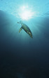 Photo: Raja Ampat, Indonesia, Pacific Ocean, hawksbill turtle Eretmochelys imbricata swimming in sunbeams shining through water surface, low angle view Raja Ampat, Indonesia, Pacific Ocean, hawksbill turtle Eretmochelys imbricata swimming in sunbeams shining through water surface, low angle view