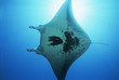 Photo: Raja Ampat, Indonesia, Pacific Ocean, manta ray Manta birostris, view from below Raja Ampat, Indonesia, Pacific Ocean, manta ray Manta birostris, view from below