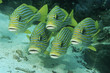 Photo: Raja Ampat, Indonesia, Pacific Ocean, oriental sweetlips Plecorhinchus orientalis just above ocean floor Raja Ampat, Indonesia, Pacific Ocean, oriental sweetlips Plecorhinchus orientalis just above ocean floor