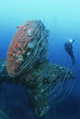 Photo: Bikini Atoll, Marshall Islands, Pacific Ocean, scuba diver swimming near propeller of sunken battleship HIJMS Nagato Bikini Atoll, Marshall Islands, Pacific Ocean, scuba diver swimming near propeller of sunken battleship HIJMS Nagato