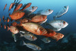 Foto: Mozambique, Indian Ocean, school of crescent-tail bigeyes Priacanthus hamrur Mozambique, Indian Ocean, school of crescent-tail bigeyes Priacanthus hamrur