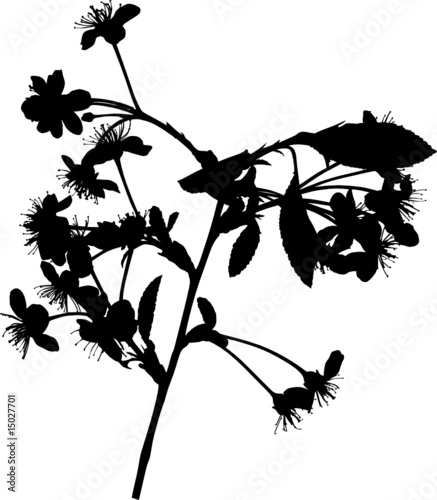 tree silhouette drawing. cherry tree branch silhouette