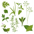 Herb Collection