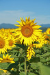 champs de tournesol, fleur de tournesol champs de tournesol, fleur de tournesol