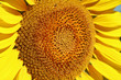 gros plan sur un coeur de tournesol gros plan sur un coeur de tournesol