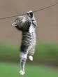 sweet kittne hang on a wire on nails sweet kittne hang on a wire on nails
