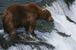 Photo: Brown Bear, grizzly bear looking at salmon, Katmai National Park, Alaska, USA. Brown Bear, grizzly bear looking at salmon, Katmai National Park, Alaska, USA.