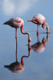 Photo: Ecuador, Galapagos Islands, two Greater Flamingoes standing in shallow water, side view Ecuador, Galapagos Islands, two Greater Flamingoes standing in shallow water, side view