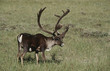 USA, Alaska, Caribou standing on field