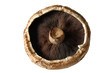 Portabello Mushroom