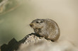 Desert Rat on rock, close up