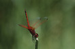 Kirby's Dropwing dragonfly on stem, close up