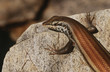 Variable Skink resting on rock, elevated view