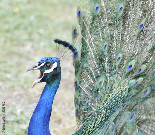 Foto: Peacock Calling For Mate Peacock Calling For Mate