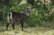 Female Waterbuck Kobus ellipsiprymnus