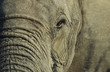 Close-up of African Elephant Loxodonta africana, selective focus