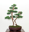 Bonsai