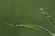 Dew drops on blades of grass, close-up