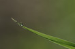 Close-up of dew drop on blade of grass