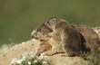 Female Marmot with cub
