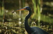 Tricolored Heron Egretta tricolor with dragonfly in beak