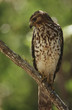 merlin (falco columbarius) perching on branch